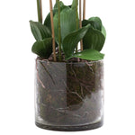 Load image into Gallery viewer, Large White Tall Orchid In Glass Pot
