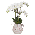 Load image into Gallery viewer, Large Stone Potted Orchid With Roots
